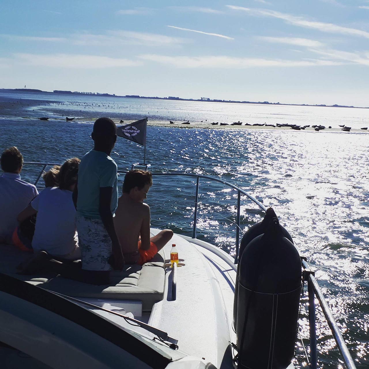 zeehonden-spotten-oosterschelde